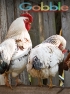 Google's Liberal Chickens Coming Home to Roost