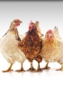 Google's Chickens Coming Home to Roost