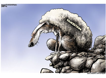 Pakistan Wolf