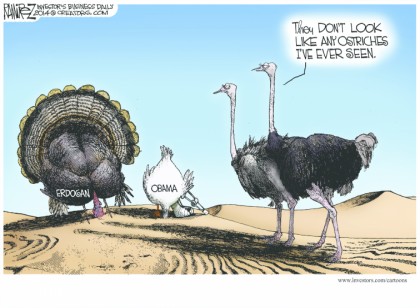 They Do Not Look Like Ostriches...