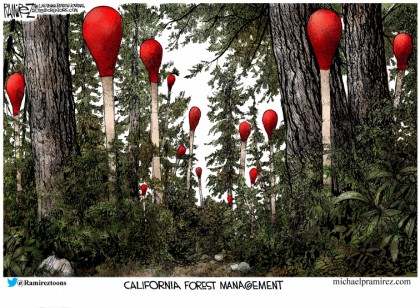 California Forest Management